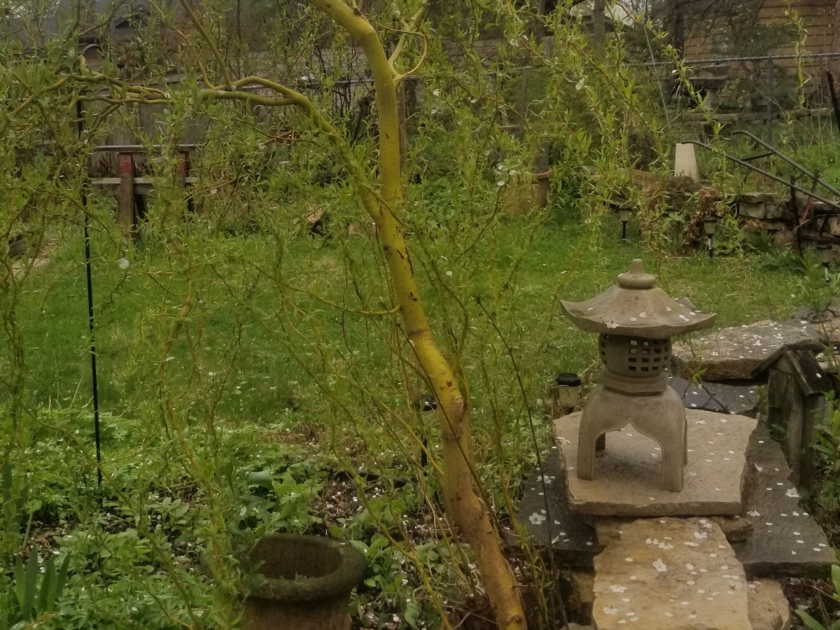 Earth Day Stewardship